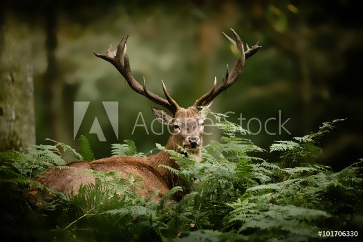 Picture of cerf brame chasse bois mammifre roi fort cervid fougre s